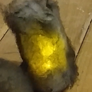 Wrecked Vehicle Markers