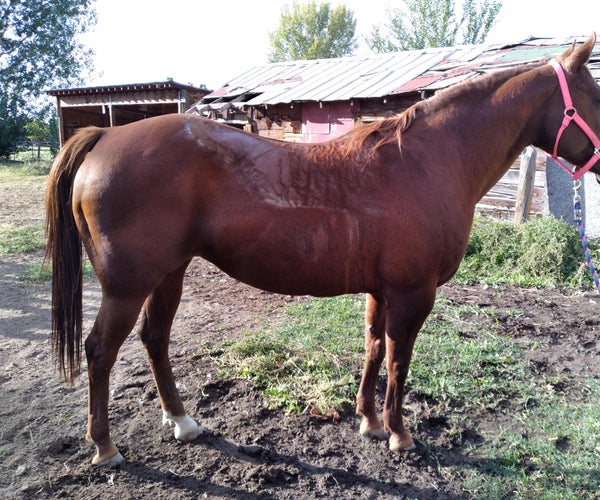 How to Saddle and Unsaddle a Horse