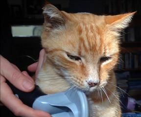 How To Groom A Cat