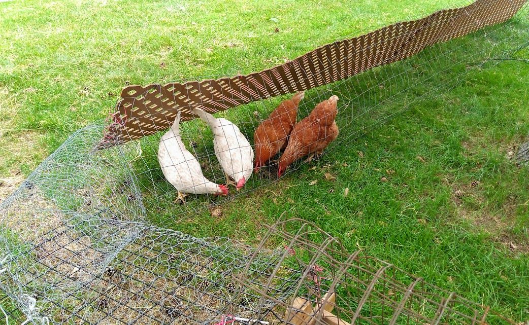 Rotating Run: Chicken Coop Extension : 9 Steps (with Pictures ...