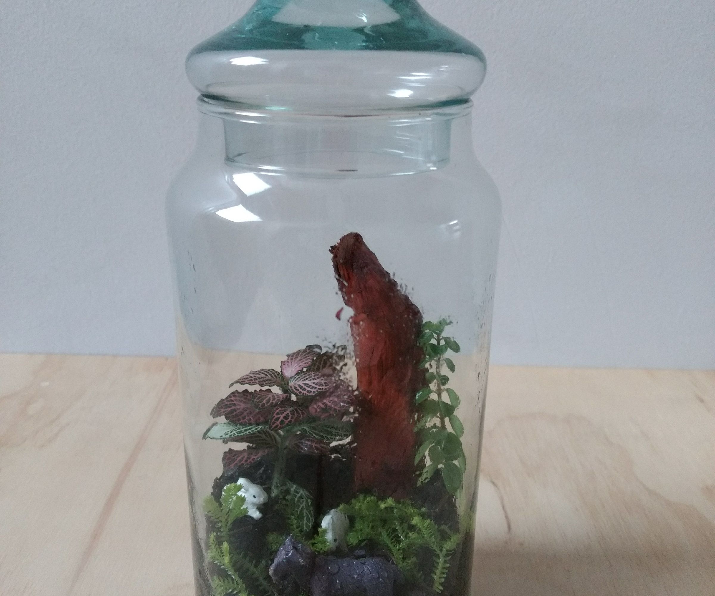 I Make My First Terrarium