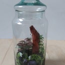 I Make My First Terrarium