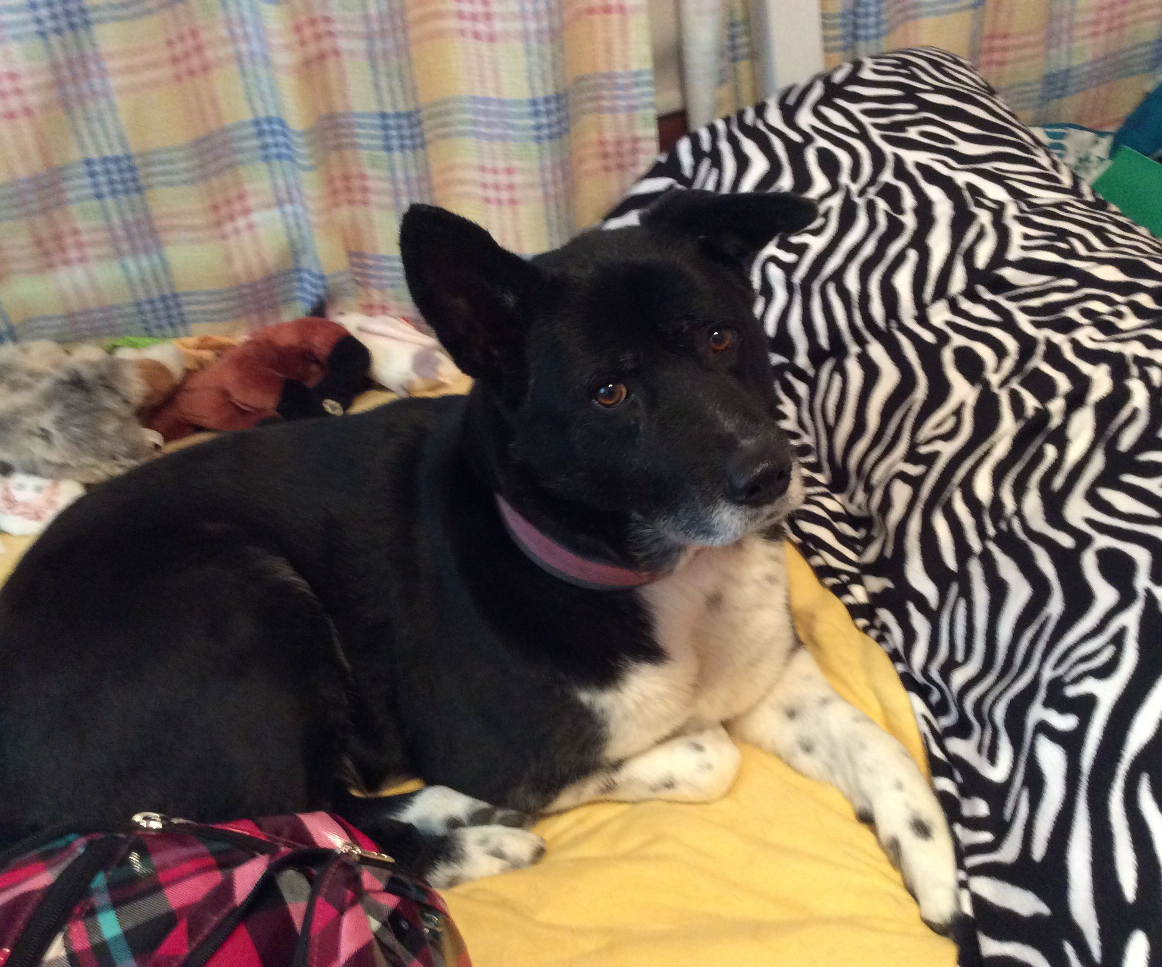 How to Get Great Pics of Your Pup