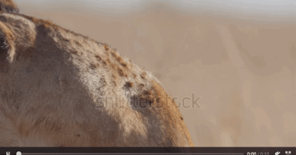 Reference and Animation