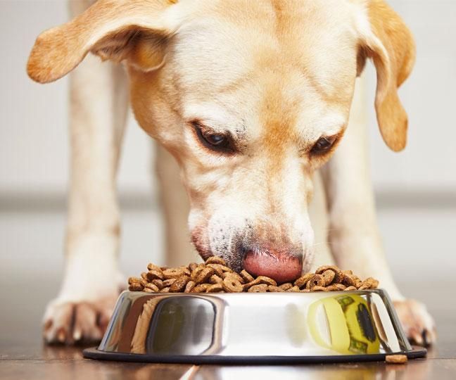 Automatic Dog Feederrr!! 