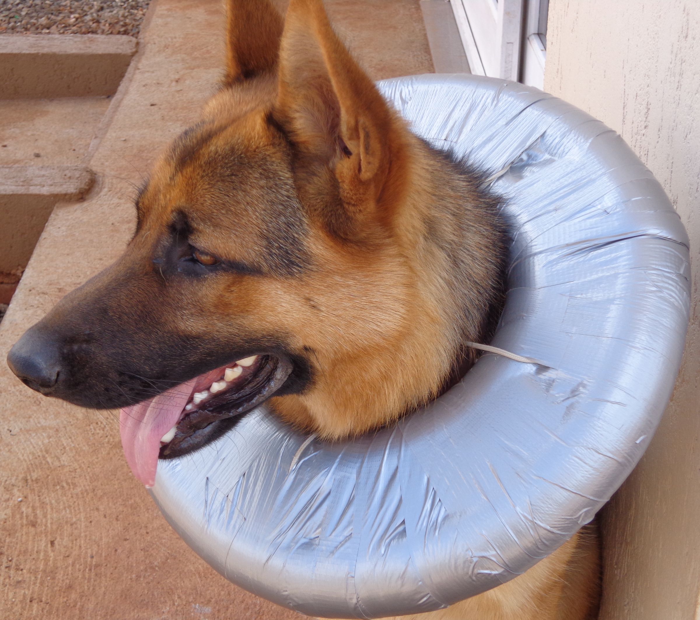 COLAR PARA CÃES MACHUCADOS - COLLAR FOR DOGS Bruises