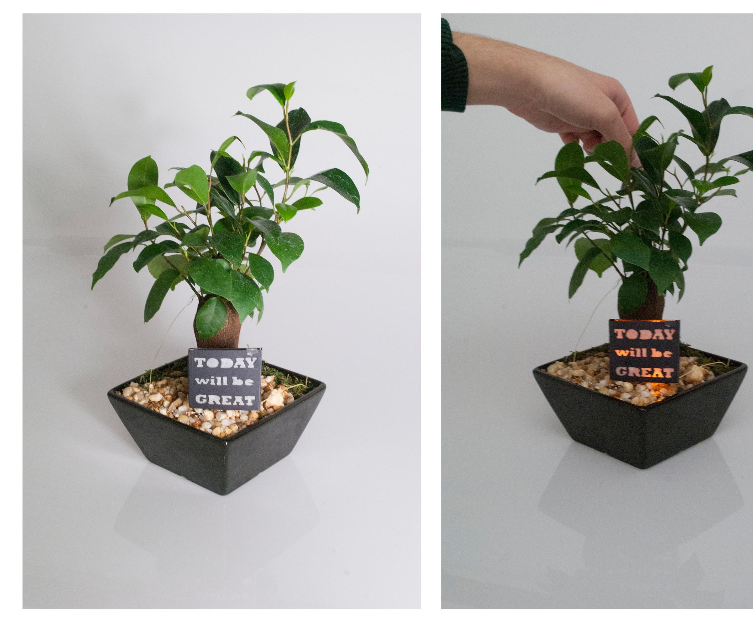 Positivity Plant