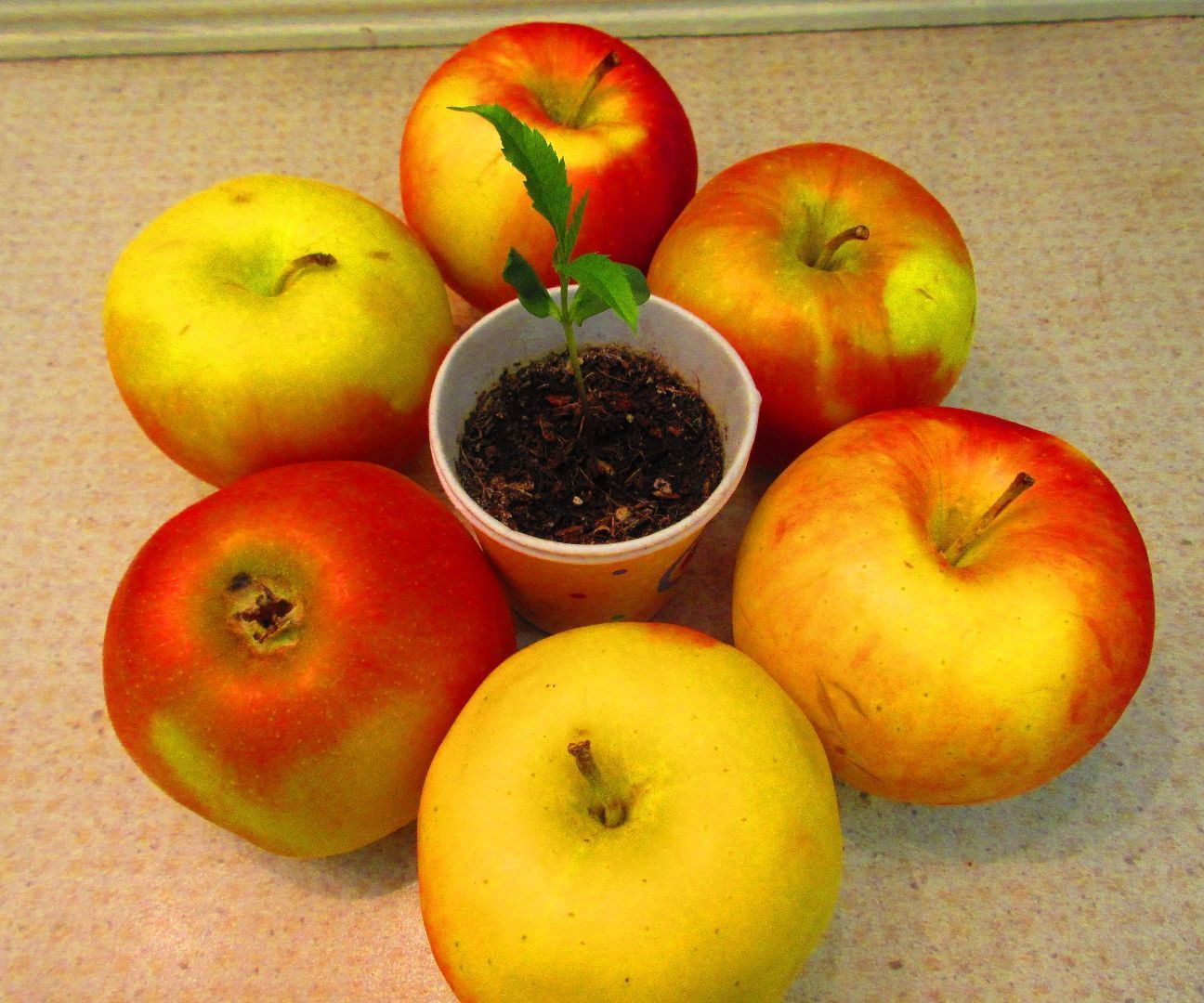 How to Grow Apple Trees 