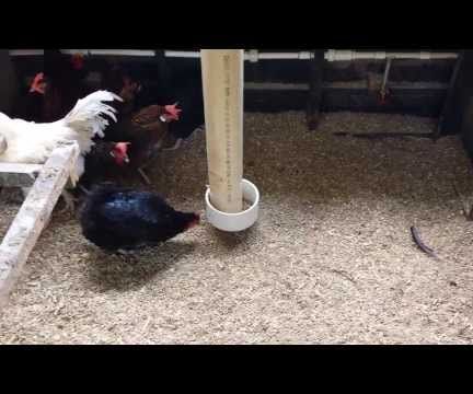 Low Waste Low Spillage Chicken Feeder