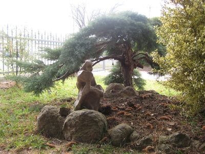 Cloud Pruning a Conifer