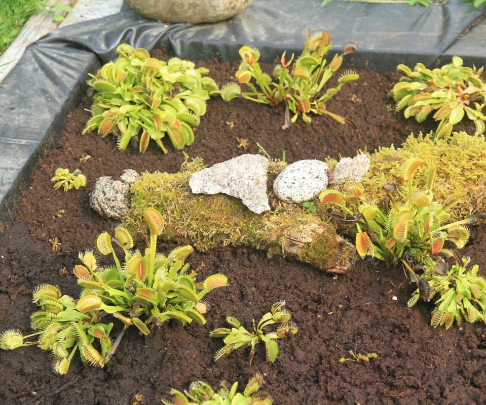 Artificial Peat Bog for Carnivorous Plants