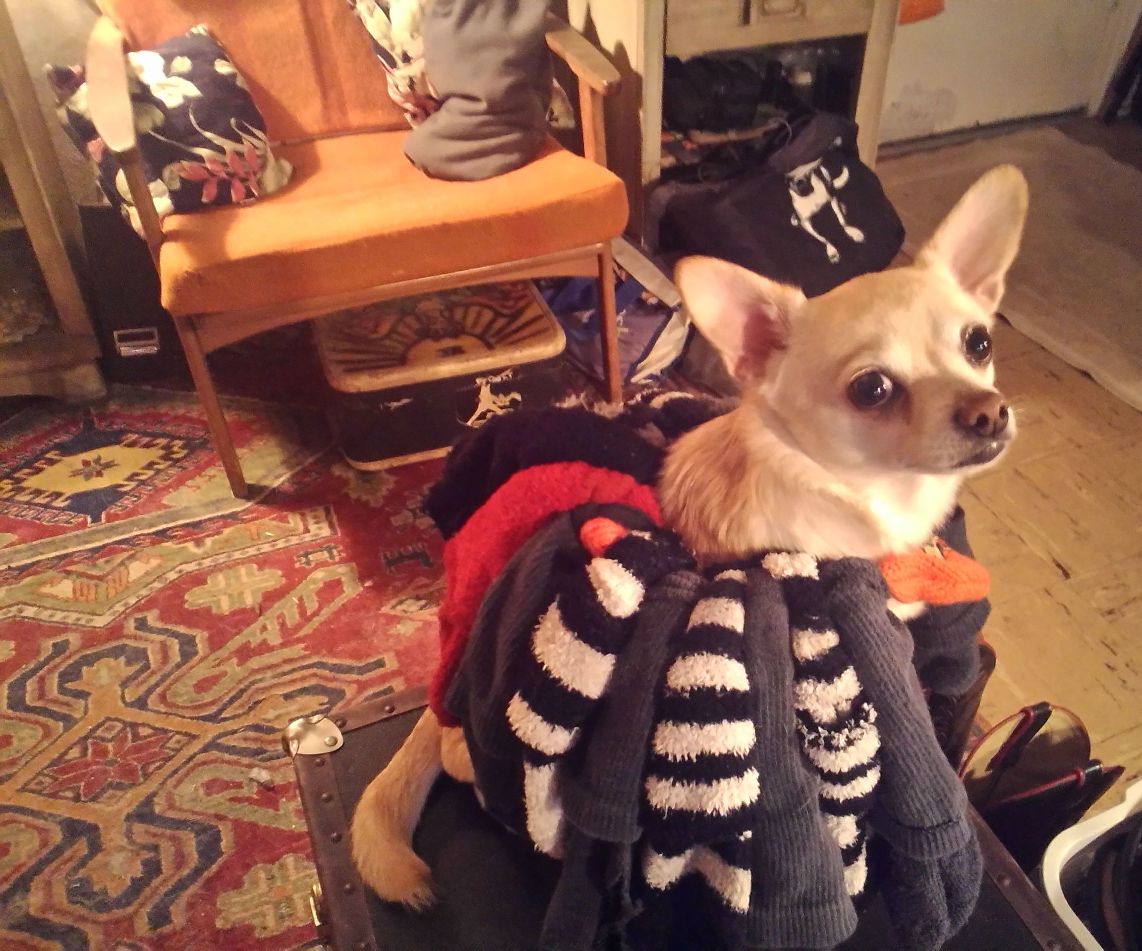 Make a Sock Lion to Calm Nervous Pets (and Make Them Even More Adorable!)