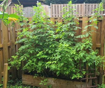Locate the Canes You Want to Propagate
