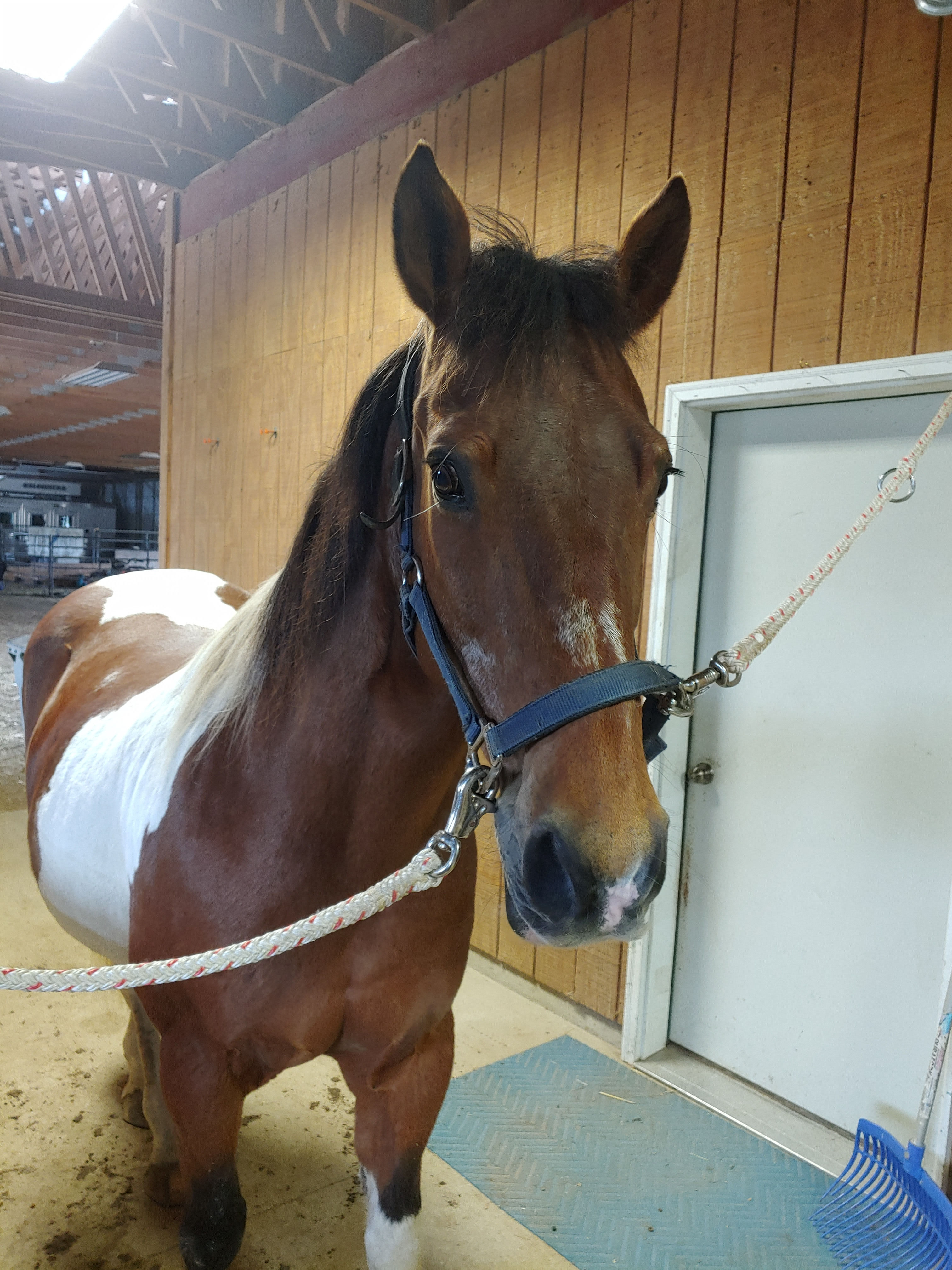 How to Groom a Horse Before Riding 5 Steps (with Pictures