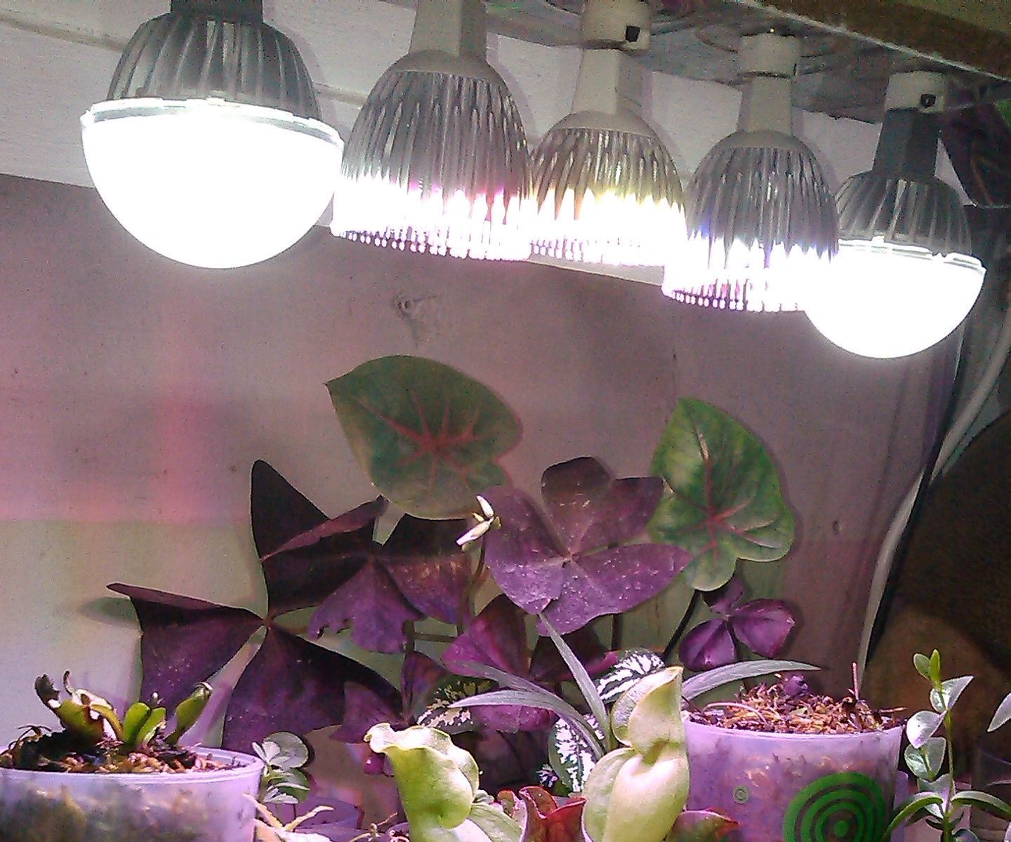 Self Watering Mini Cup Planter