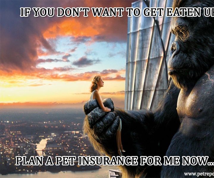 Pet Plan Insurance