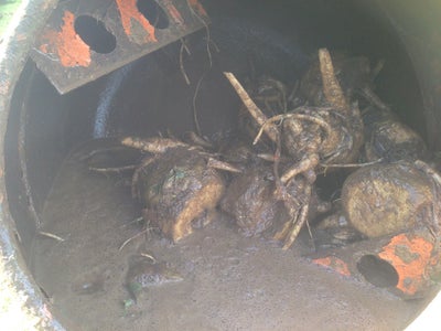 Cleaning Off the Soil