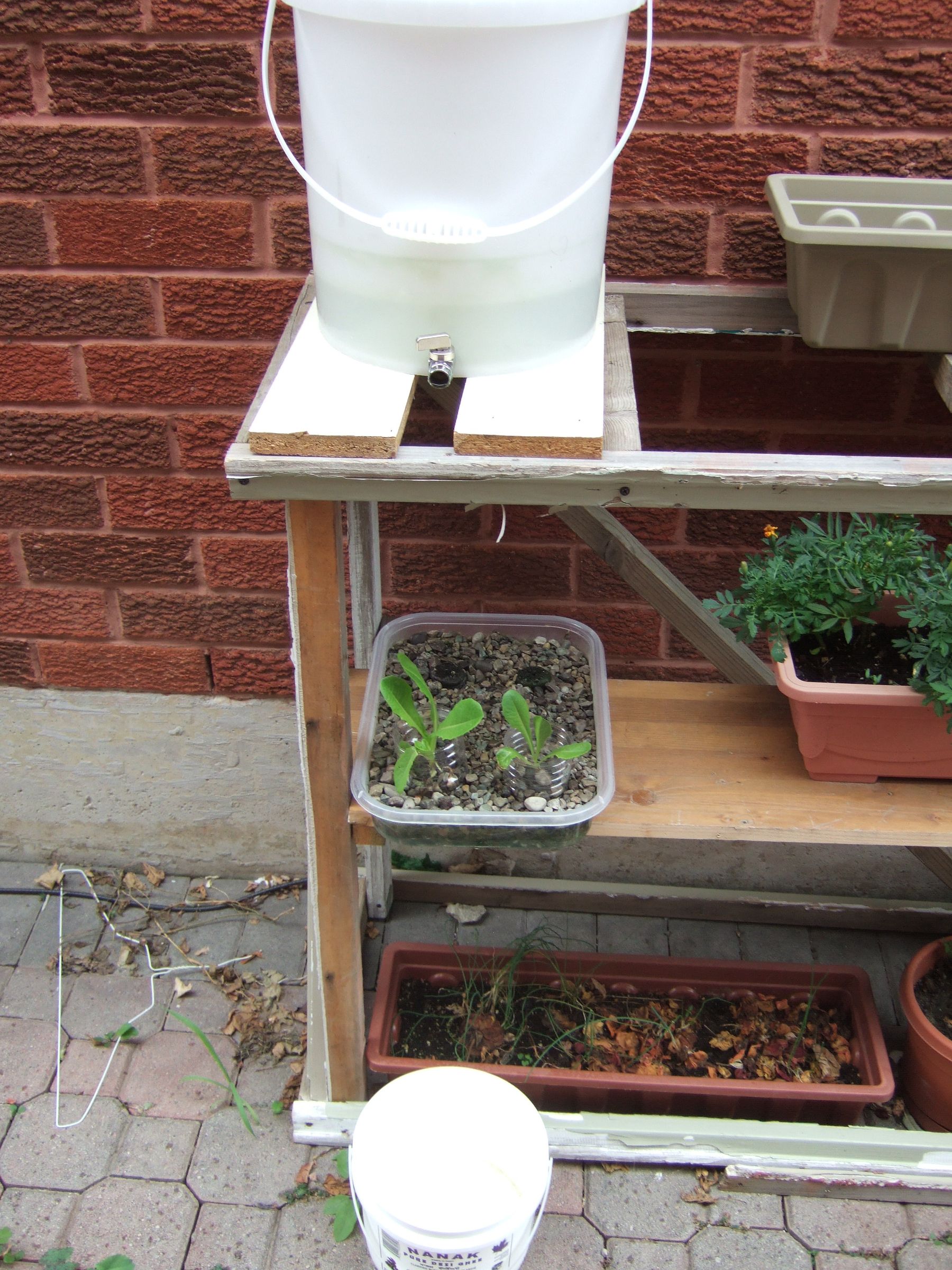 Most Basic Form of Hydroponics