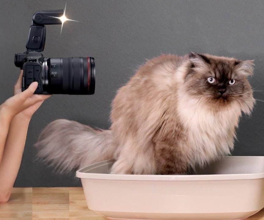 How I Made an Ai to Watch My Cats Poop for Me