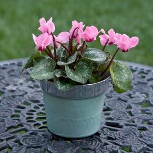 Valentine Plants As a Surprised Gift to Your Love One