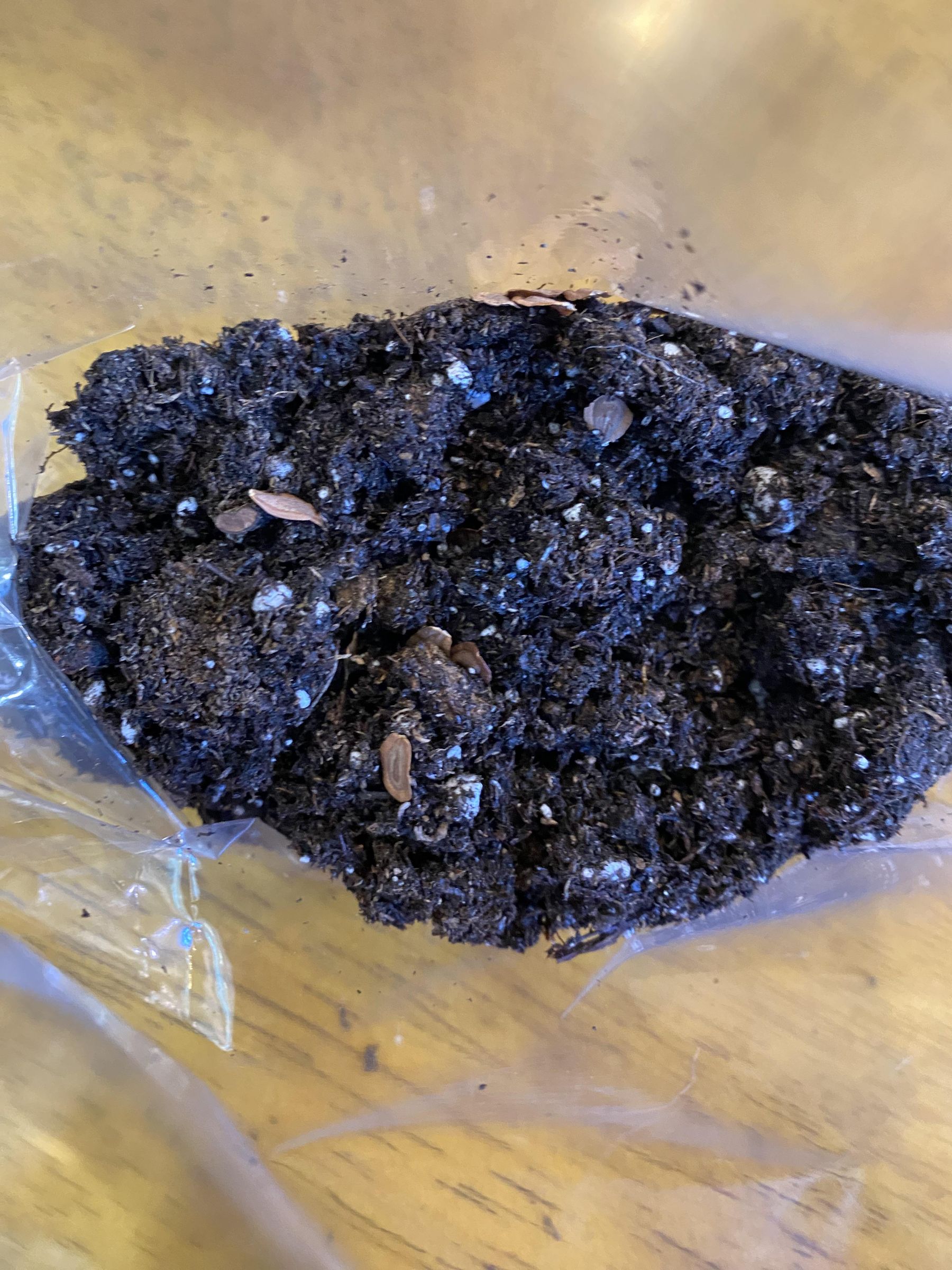 How to Stratify Seeds 10 Steps (with Pictures) Instructables