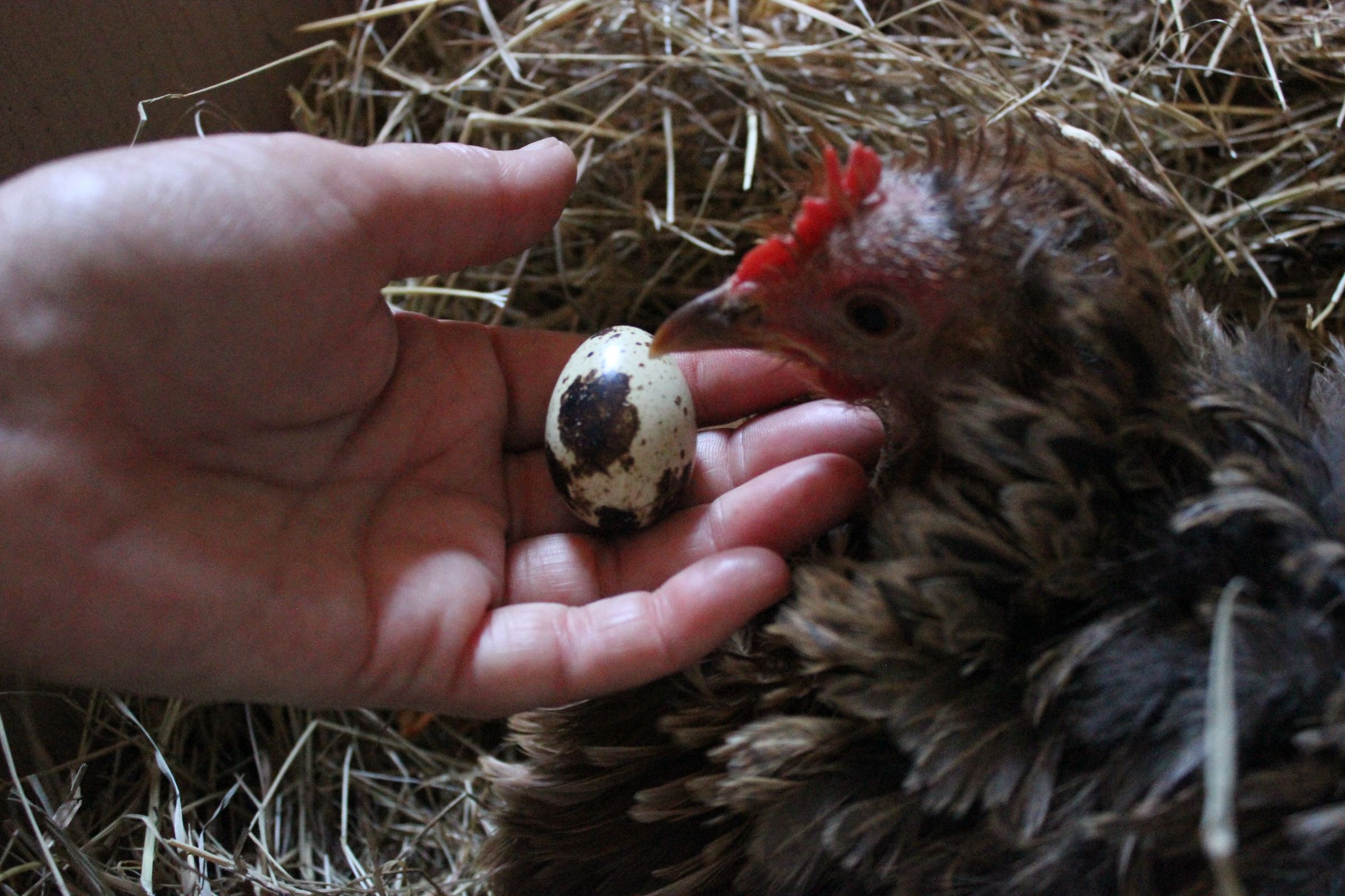 Raising Organic Quail, Sitting Eggs Tips & Strategies. Couvaison Des Cailles. Incubar De Codorniz