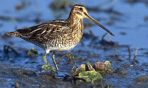 Gags: Snipe Hunting