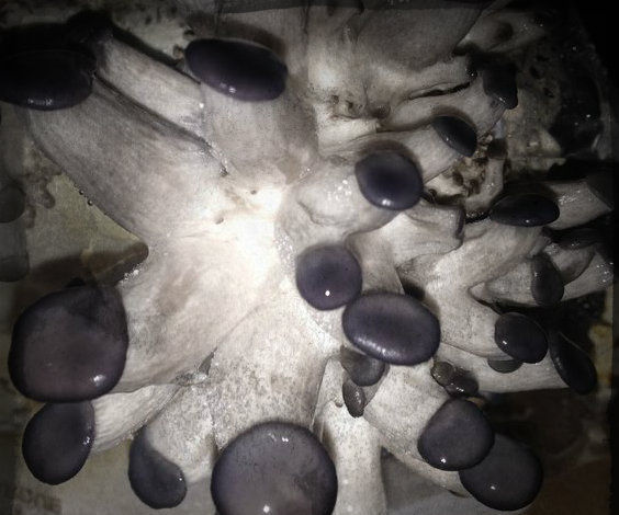 Recycle Paper Into Edible Gourmet Mushrooms