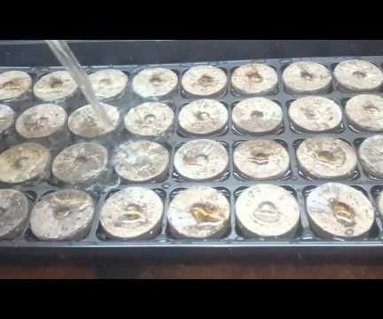 Starting Your Garden Indoors