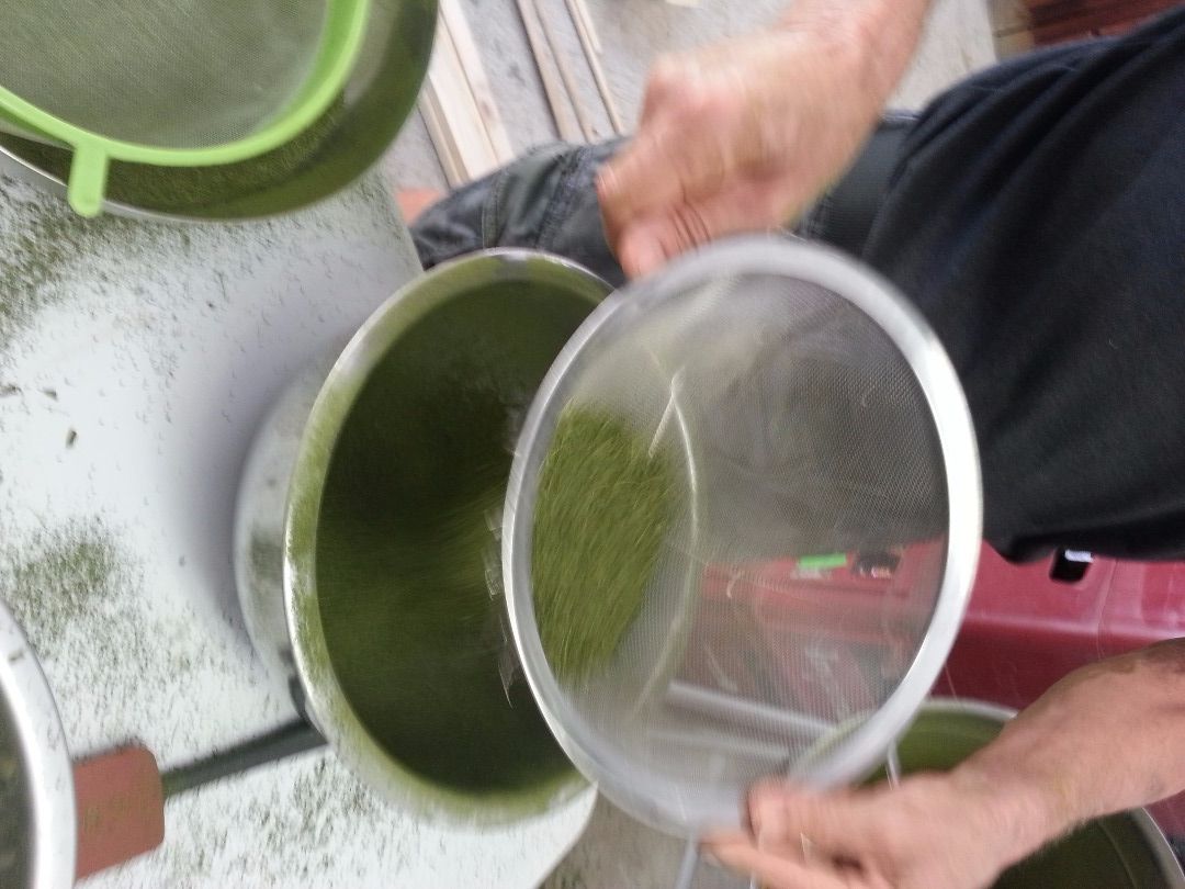 How to Make Moringa Powder : 7 Steps - Instructables