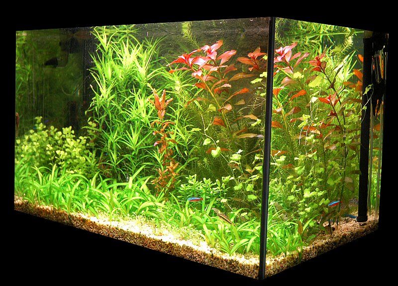 External Aquarium Heater