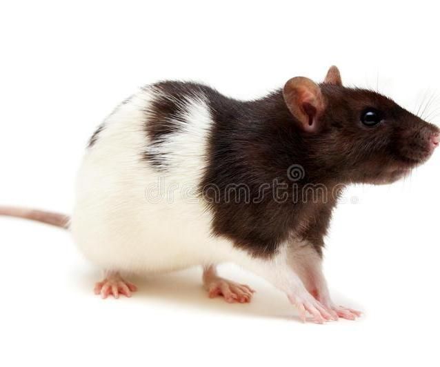 How to Catch Wild Mice Live