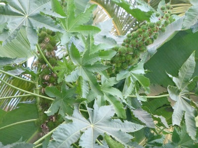 how to make castor oil at home
