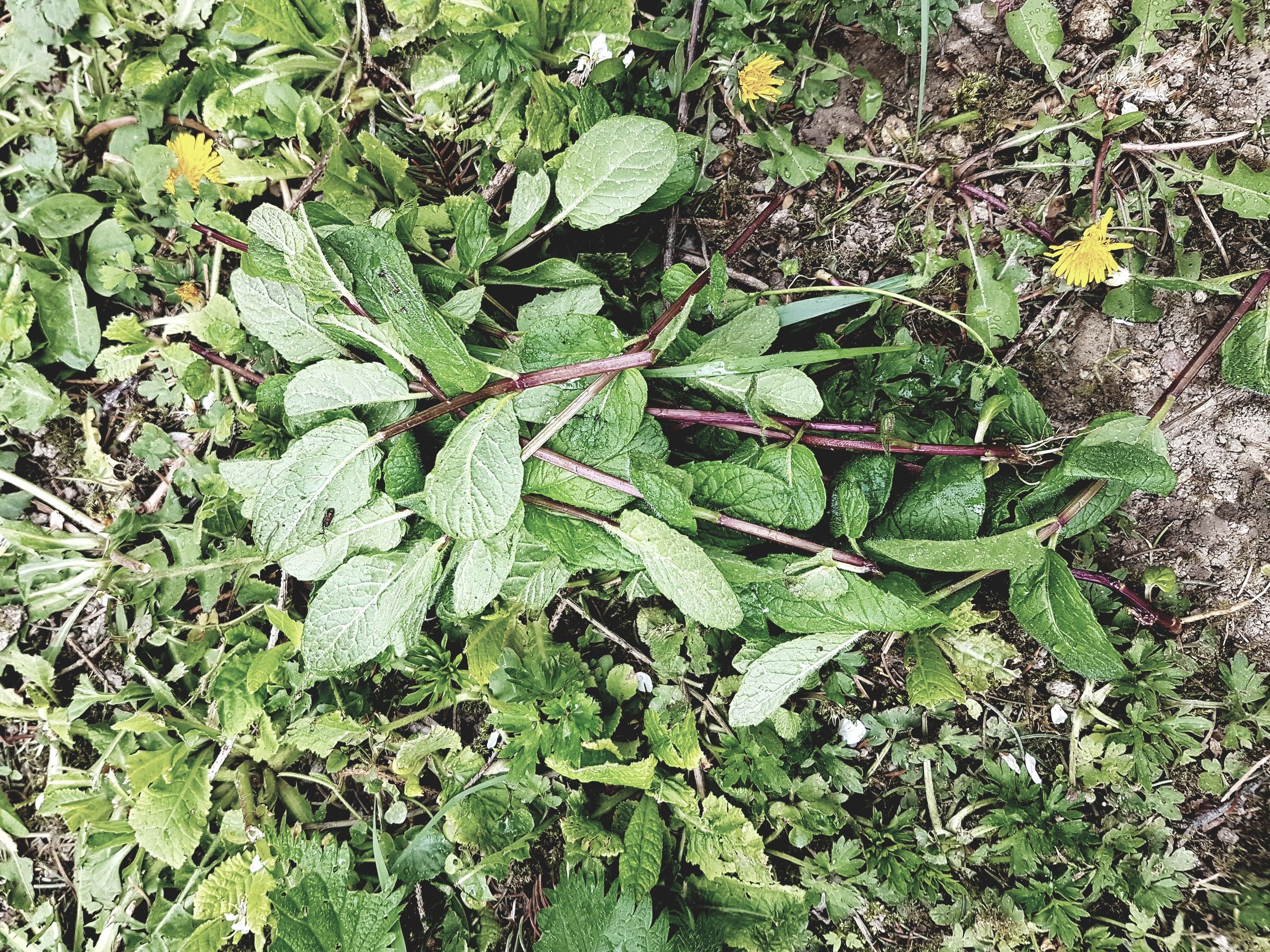 Organic Care of Your Garden Manure, Maceration and Decoction (incl