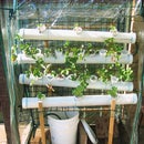 Hydroponic Food Factory