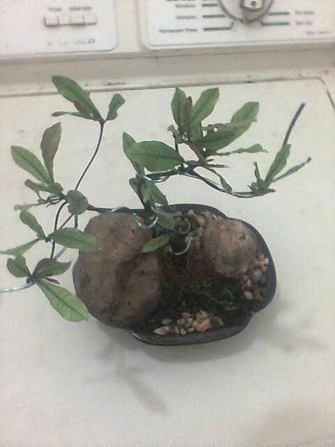 DIY Bonsai from small tree