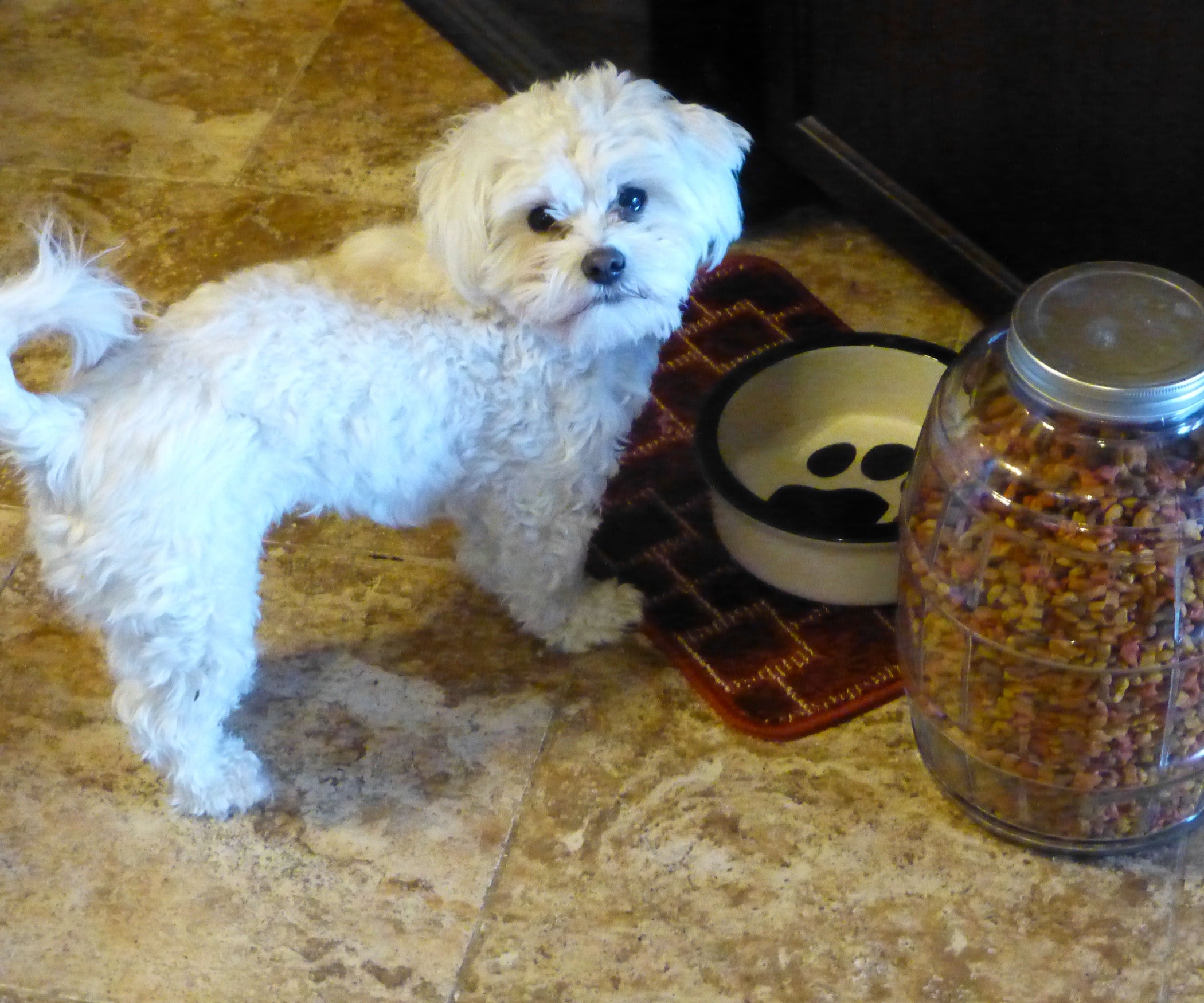 Hide in the Open, Cat/Dog Food Hidiejar 3 Steps Instructables