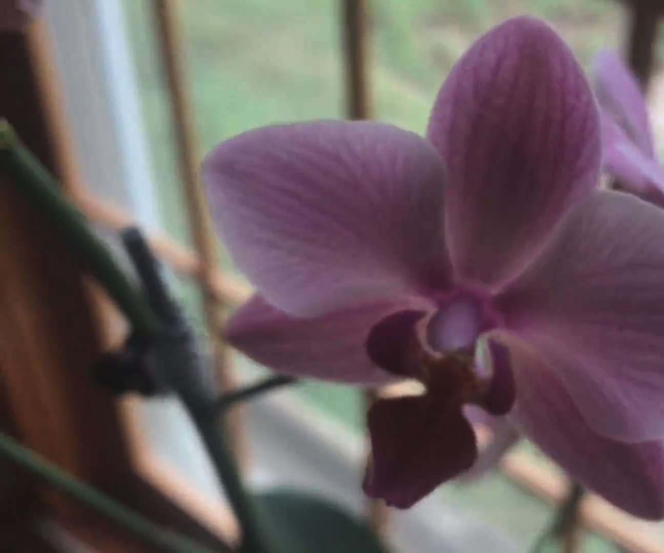 SECRET to Watering Your Orchids