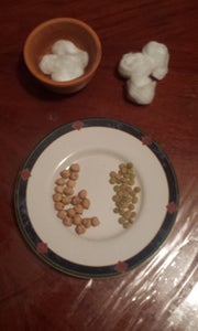 Lentil and Chickpea Nativity Plants