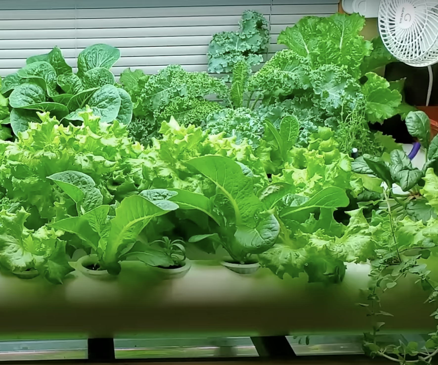 Home Hydroponic Garden