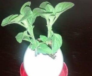 The Ecological Egg: a Perfect Gift