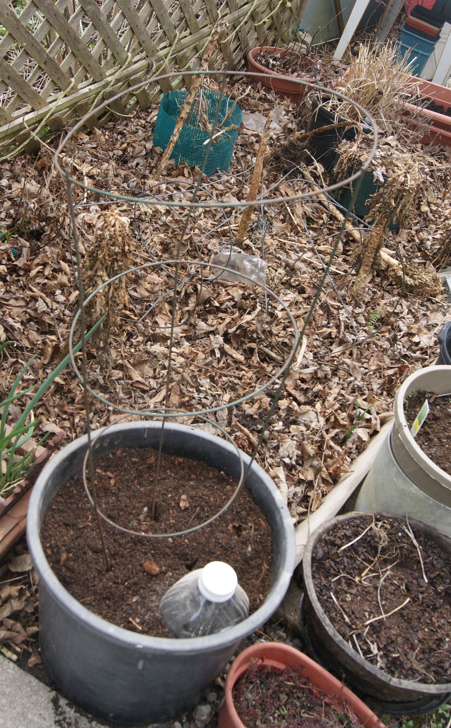 Easy-Watering Tomato Pot : 6 Steps (with Pictures) - Instructables