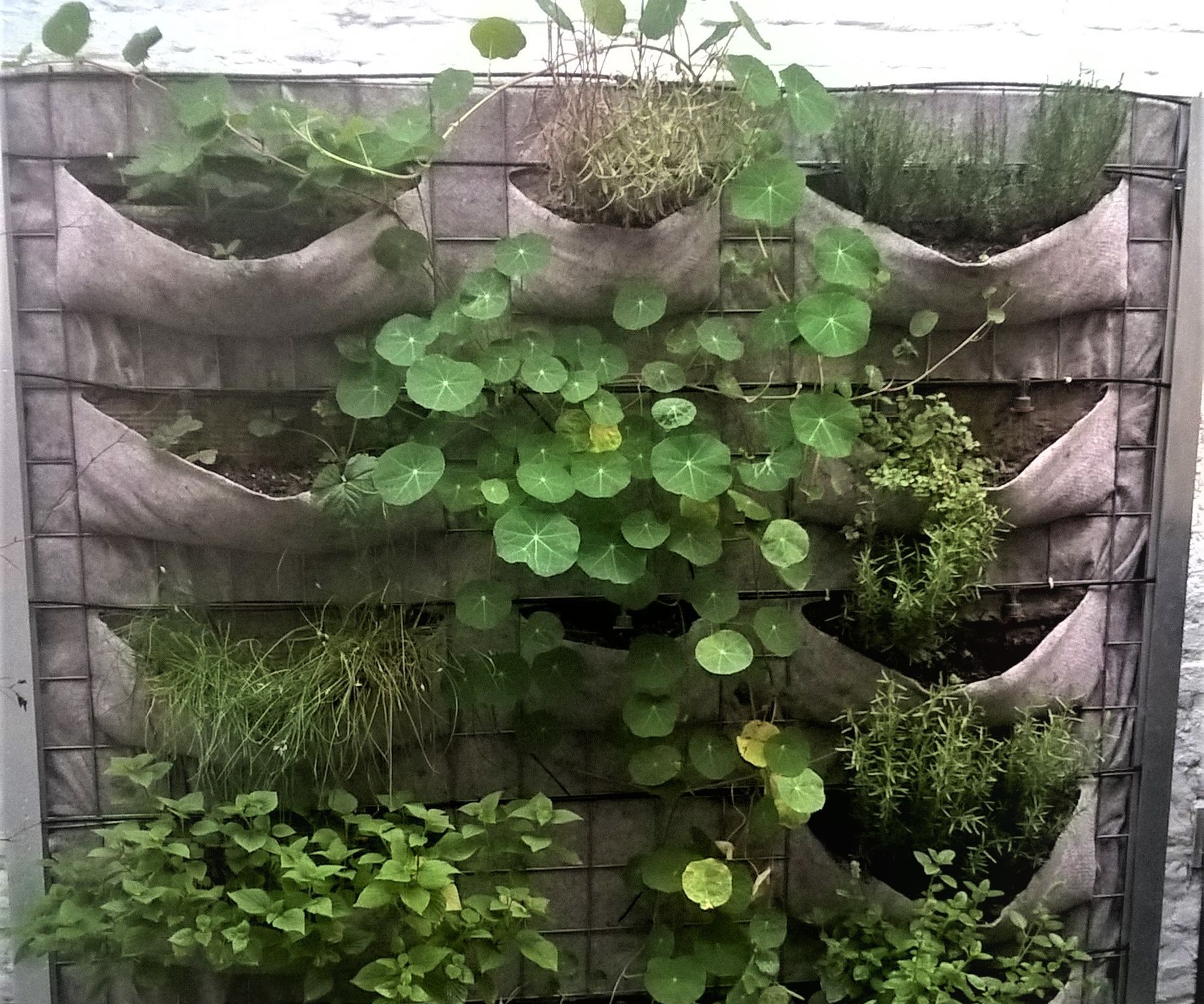 Vertical Garden Wall