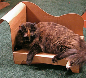 Simple, Cheap, Comfy Home for Cats