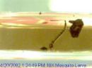 How to Manage Mosquito Larva 