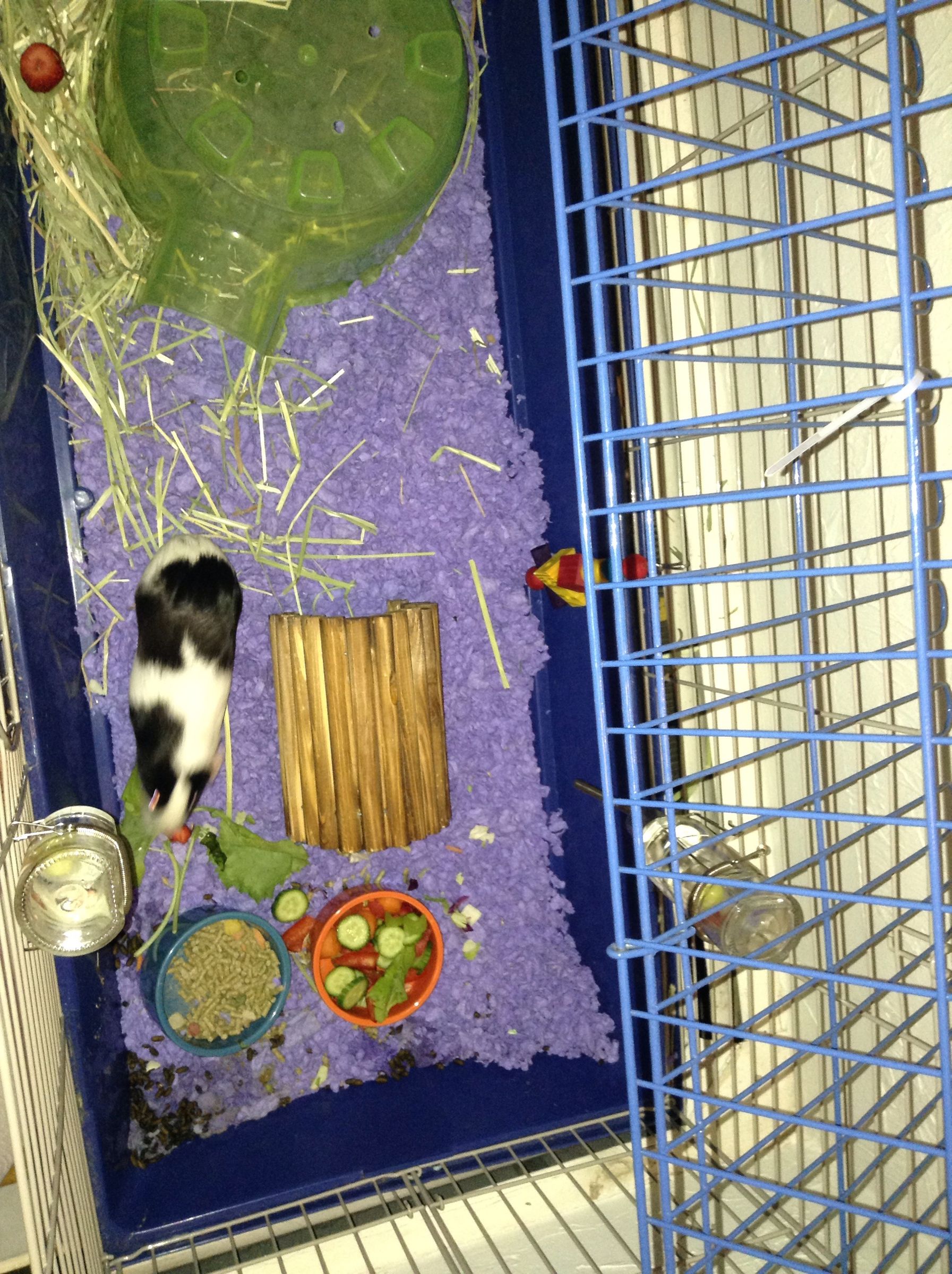 Guinea Pig Healthy Salad