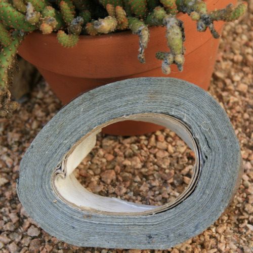 Remove Cactus Thorns With Ease - Instructables