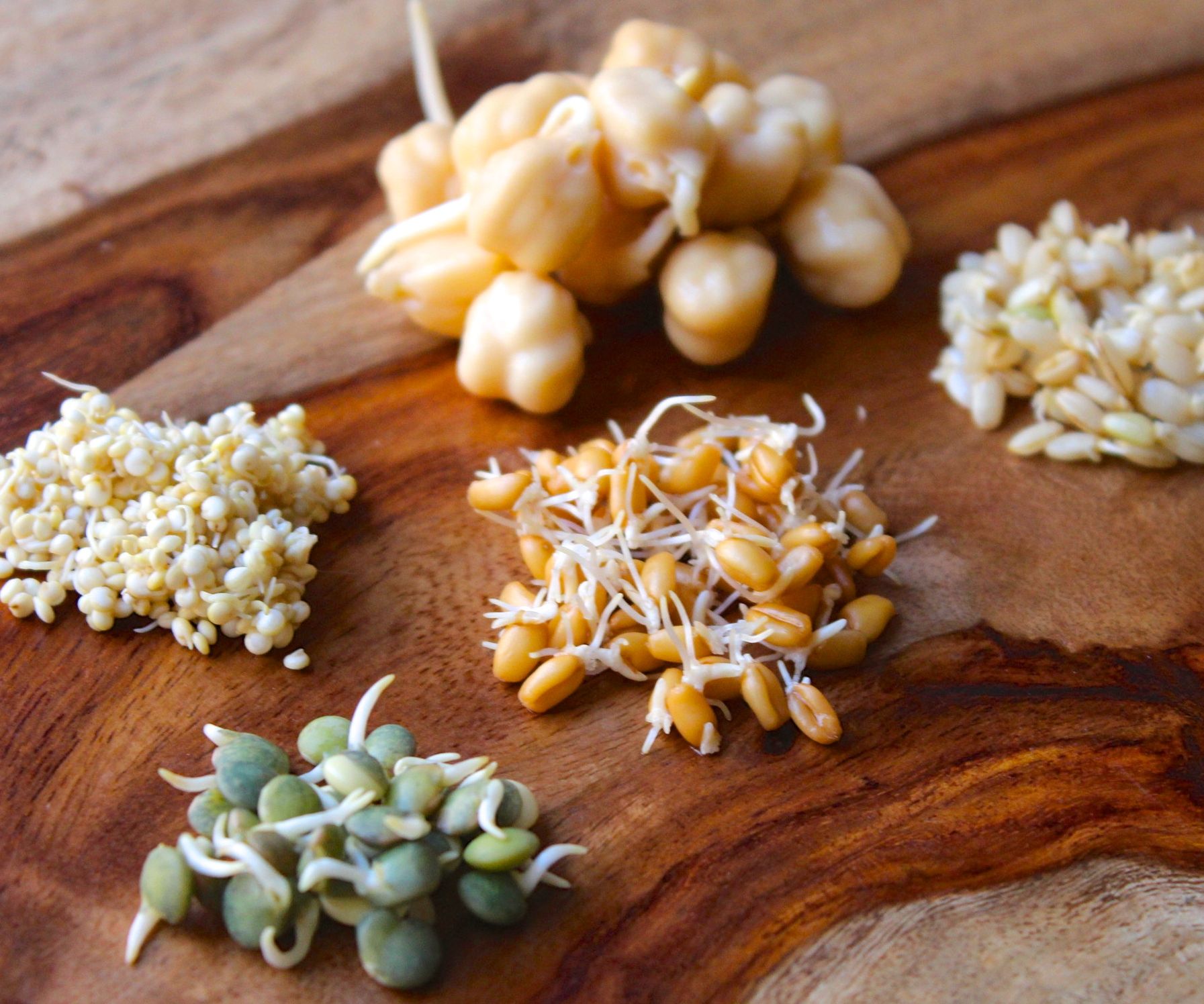 How to Sprout Grains and Beans