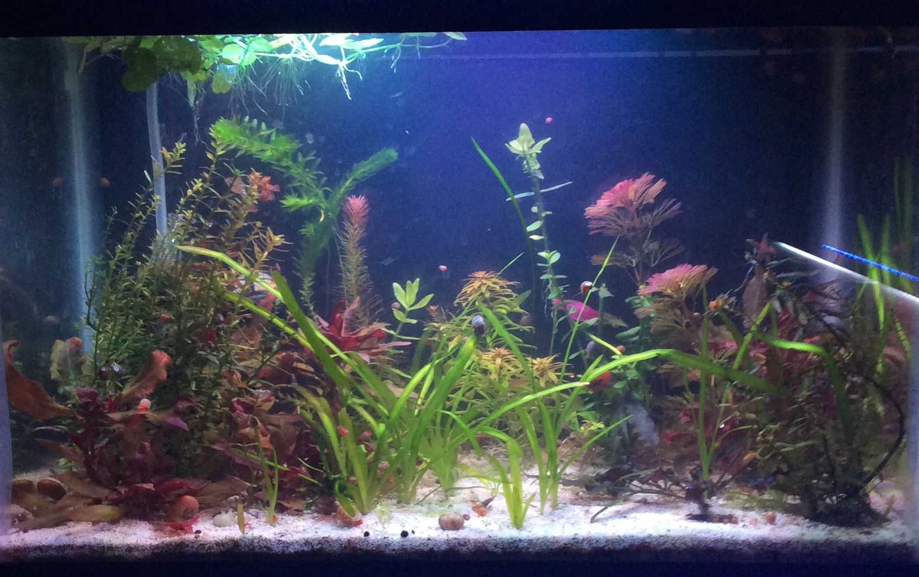 How to Set Up a Tropical Freshwater Aquarium 10 Steps Instructables