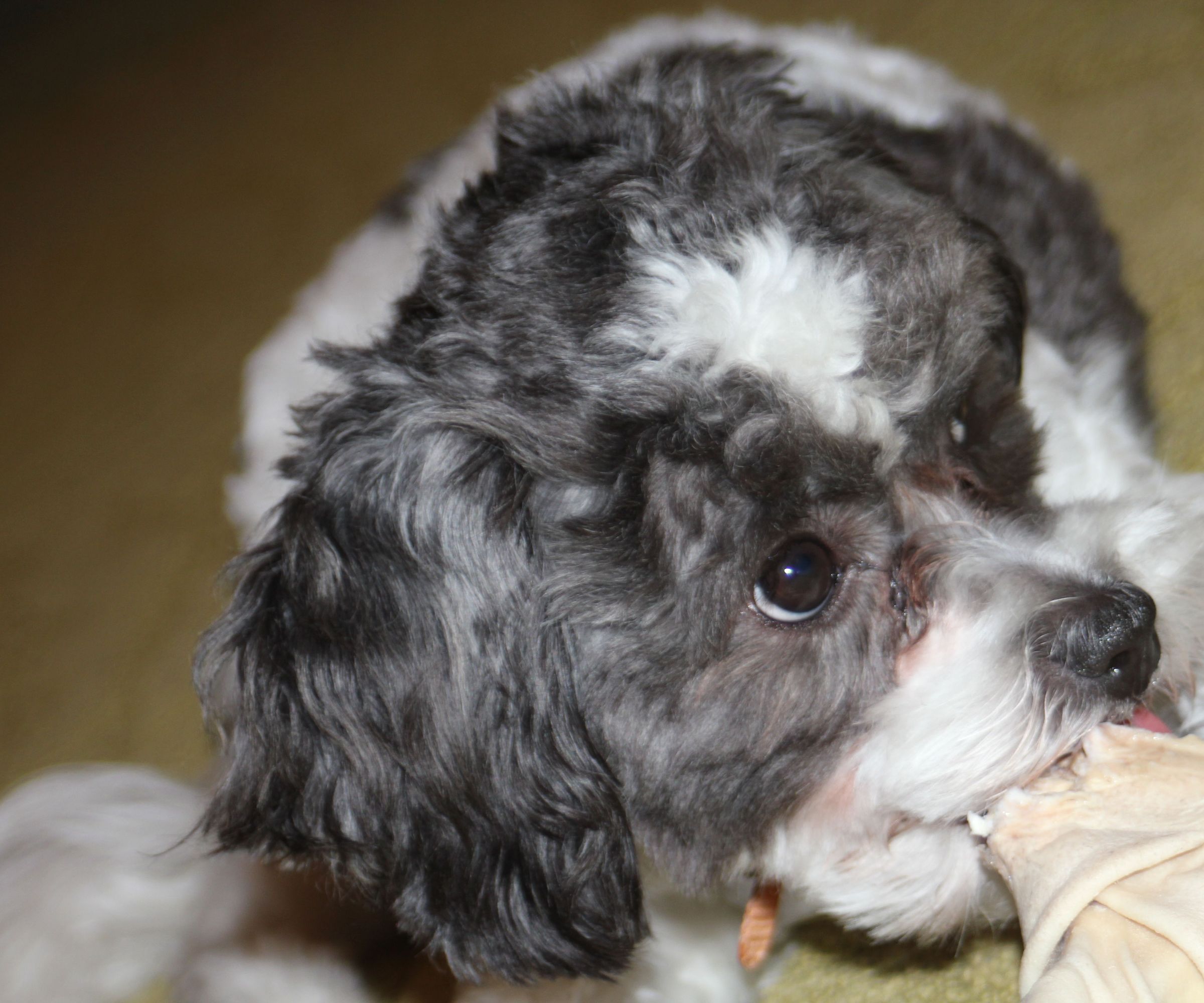 Arduino Controlled Pet Feeder